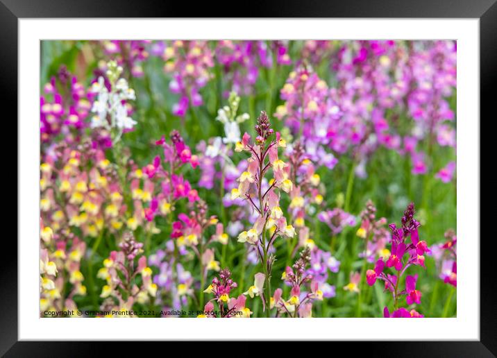 Linaria 'Northern Lights' Framed Mounted Print by Graham Prentice
