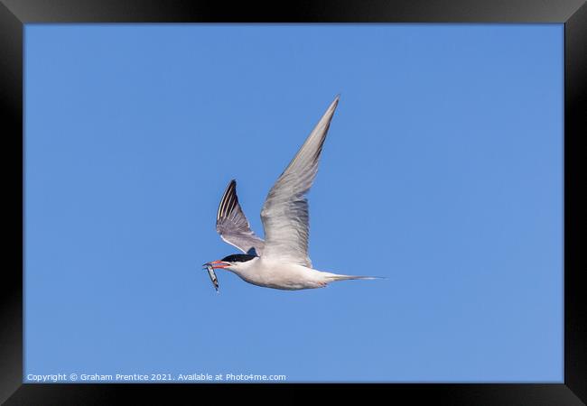 Roseate Tern with Fish Framed Print by Graham Prentice