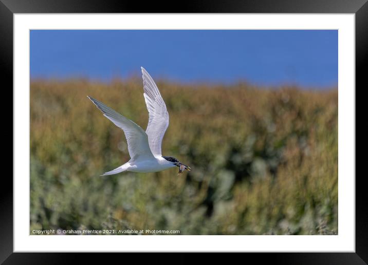 Roseate Tern with Fish Framed Mounted Print by Graham Prentice