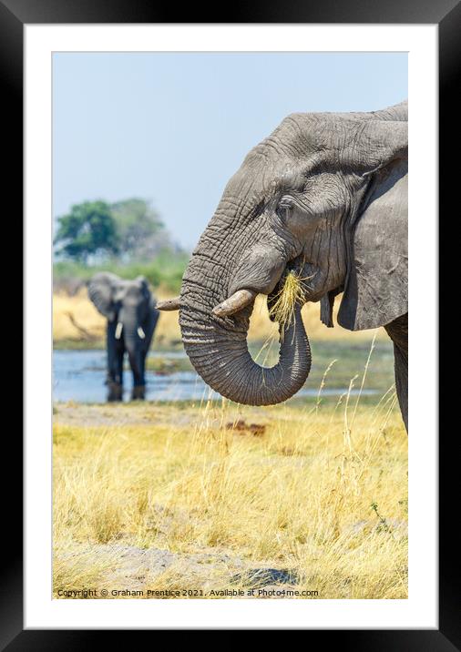 African Bush Elephant Feeding Framed Mounted Print by Graham Prentice