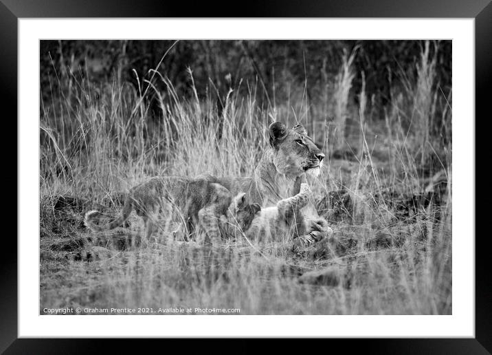 Lioness with Cubs Framed Mounted Print by Graham Prentice