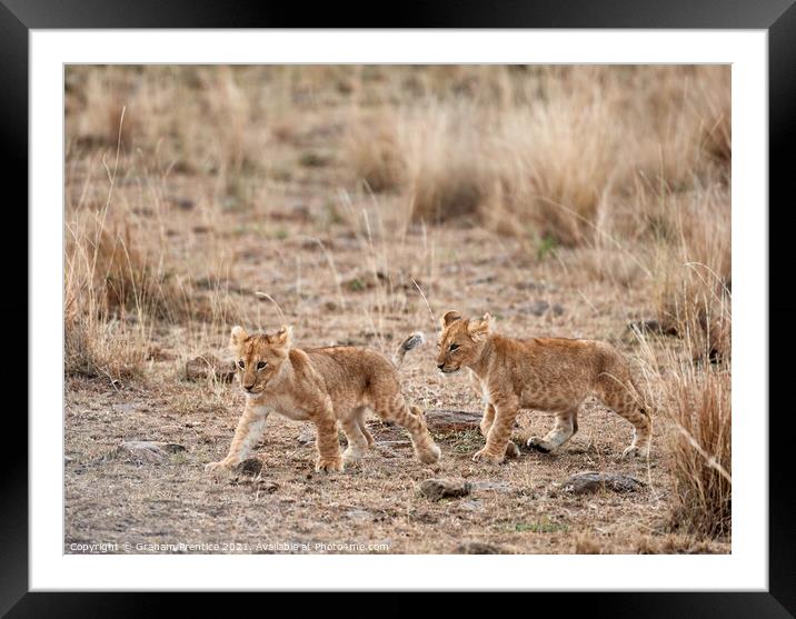 Lion Cubs Framed Mounted Print by Graham Prentice