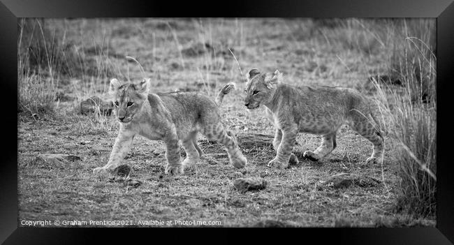 Lion Cubs (monochrome) Framed Print by Graham Prentice
