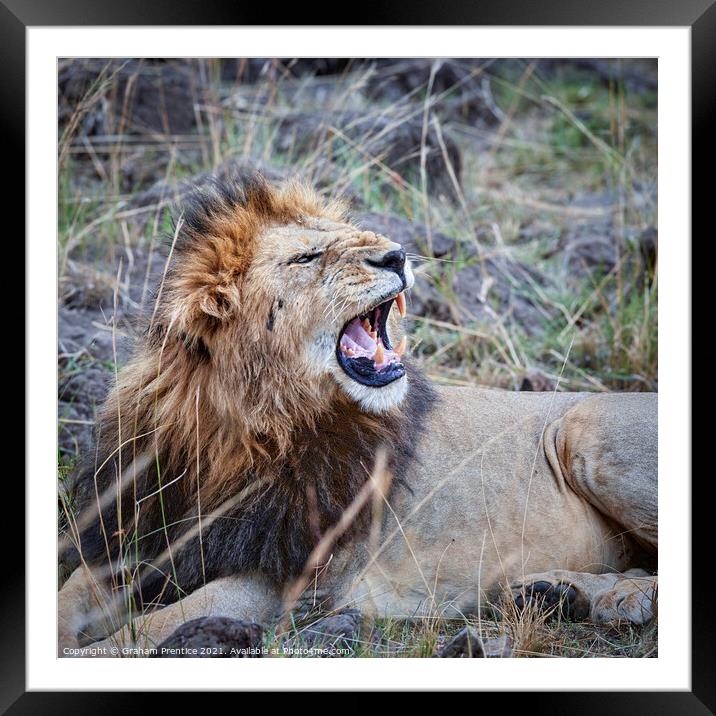 Mara Lion Framed Mounted Print by Graham Prentice