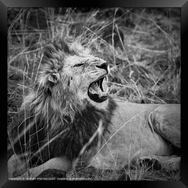Mara Lion Framed Print by Graham Prentice