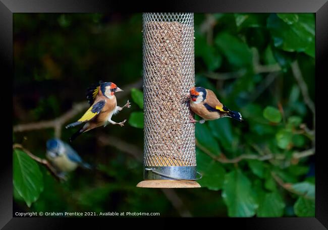 Squabbling Goldfinches Framed Print by Graham Prentice