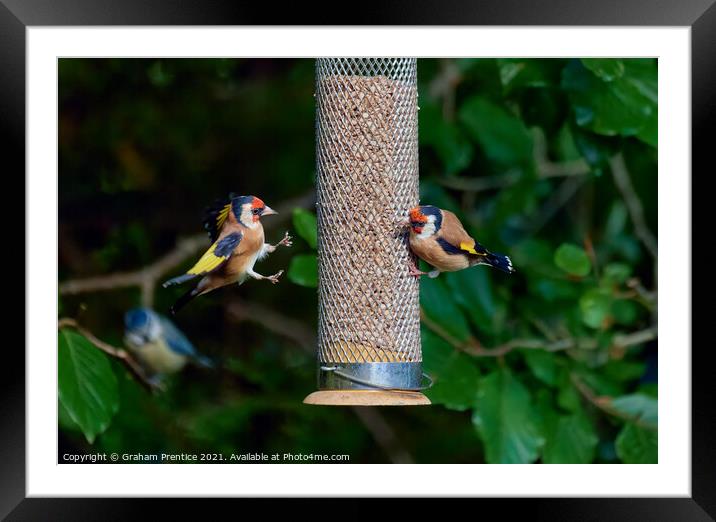 Squabbling Goldfinches Framed Mounted Print by Graham Prentice