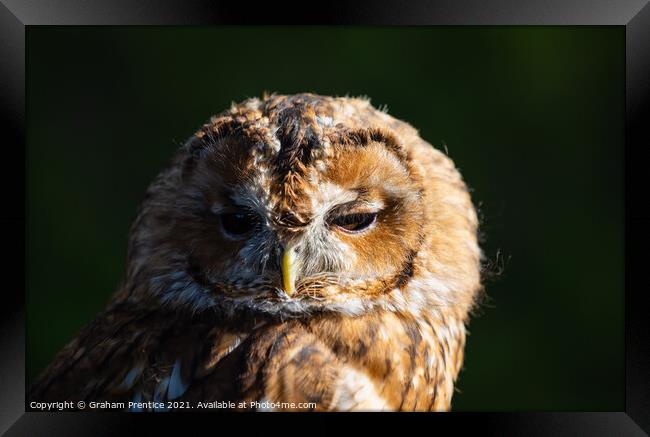 Tawny Owl (Strix aluco) Framed Print by Graham Prentice