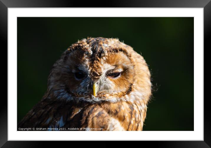 Tawny Owl (Strix aluco) Framed Mounted Print by Graham Prentice