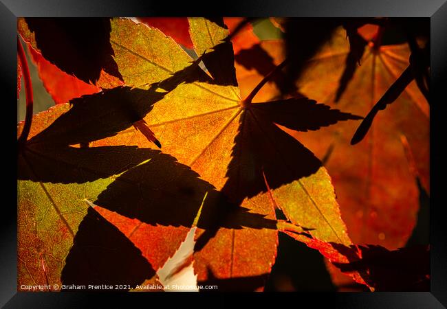 Acer Leaves and Shadows Framed Print by Graham Prentice