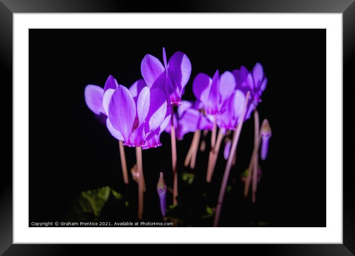 Cyclamen hederifolium Framed Mounted Print by Graham Prentice