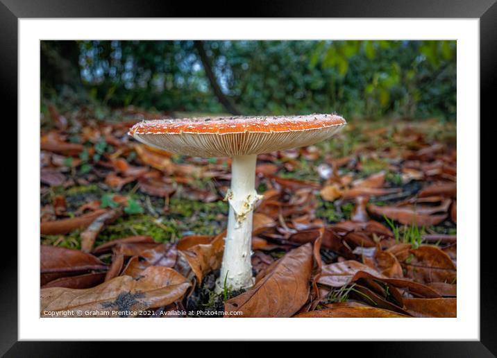Fly agaric, Amanita muscaria, fruiting body Framed Mounted Print by Graham Prentice