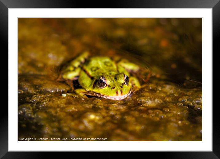 Marsh Frog (Pelophylax ridibundus)  Framed Mounted Print by Graham Prentice