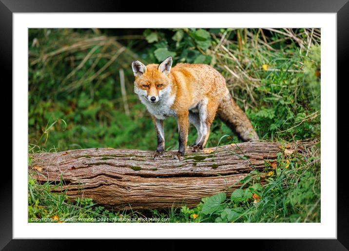 Fox Standing on Log Framed Mounted Print by Graham Prentice