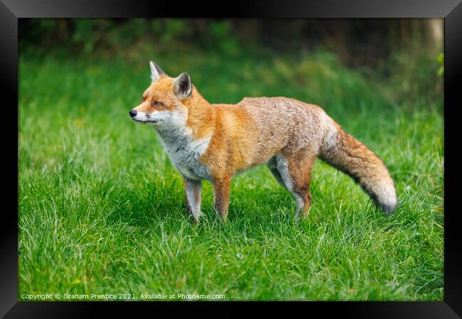 Alert Fox (Vulpes vulpes) Framed Print by Graham Prentice