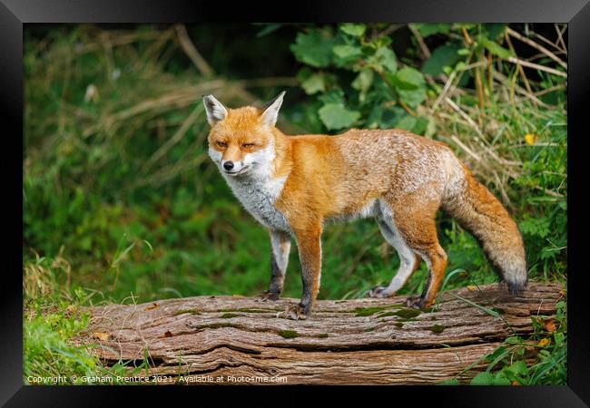 Fox Standing on Log Framed Print by Graham Prentice