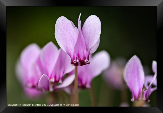 cyclamen hederifolium, ivy-leaved cyclamen Framed Print by Graham Prentice