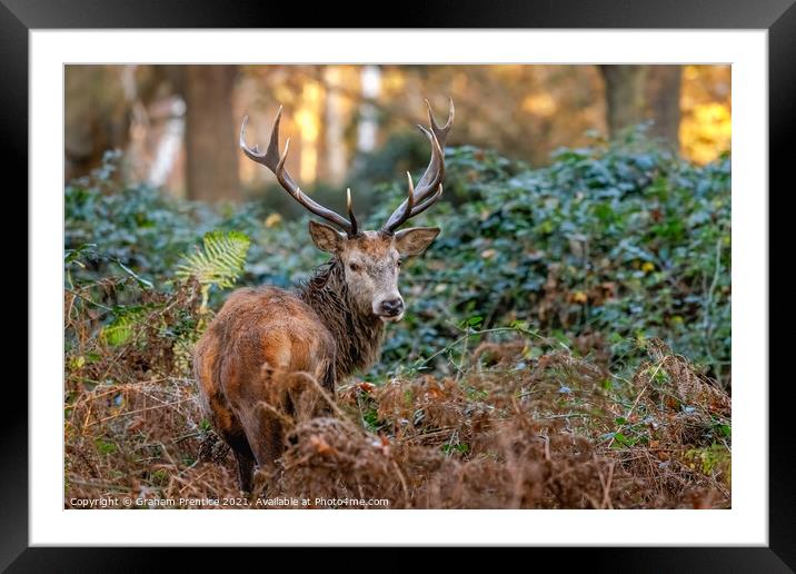 Red Deer in Richmond Park Framed Mounted Print by Graham Prentice