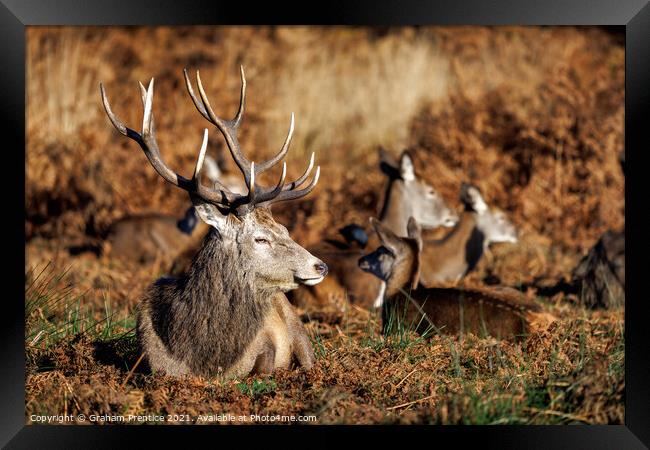 Red Deer Stag in Richmond Park Framed Print by Graham Prentice