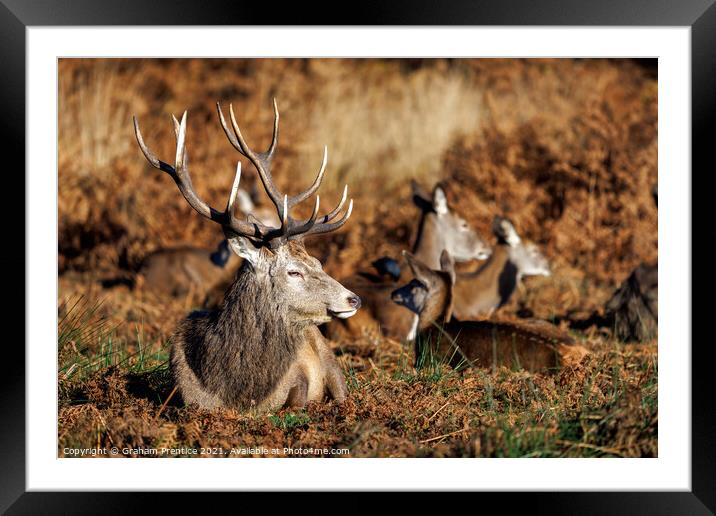 Red Deer Stag in Richmond Park Framed Mounted Print by Graham Prentice