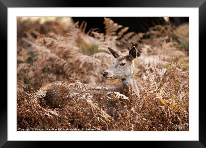 Red Deer Doe Resting in Bracken Framed Mounted Print by Graham Prentice