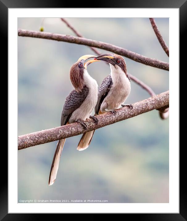 Grey Hornbill Hornbill Courtship Ritual Framed Mounted Print by Graham Prentice