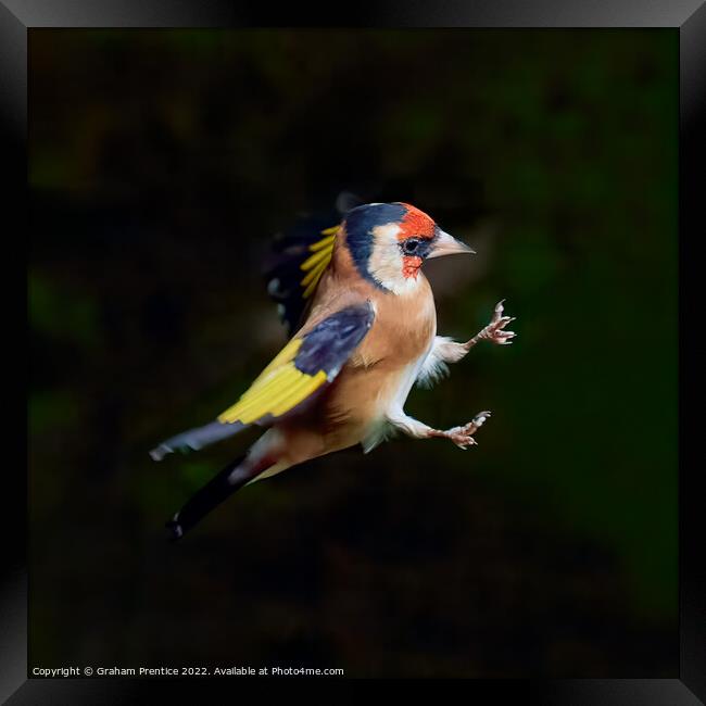 European goldfinch (Carduelis carduelis)  Framed Print by Graham Prentice