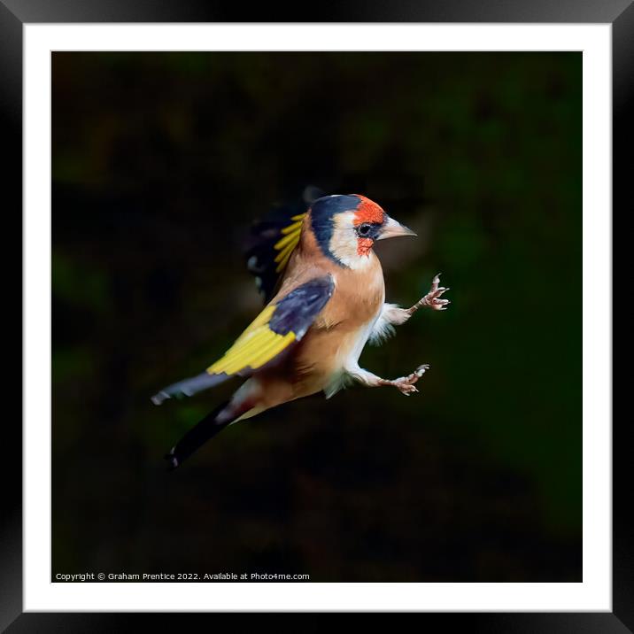 European goldfinch (Carduelis carduelis)  Framed Mounted Print by Graham Prentice