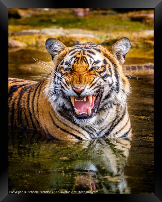 Bengal Tigress Framed Print by Graham Prentice