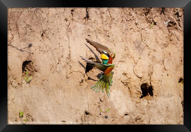 European bee-eater (Merops apiaster) Framed Print by Graham Prentice