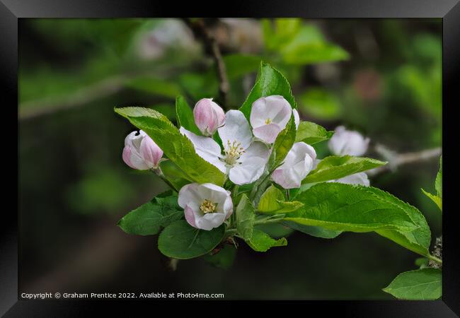 Apple Blossom Framed Print by Graham Prentice