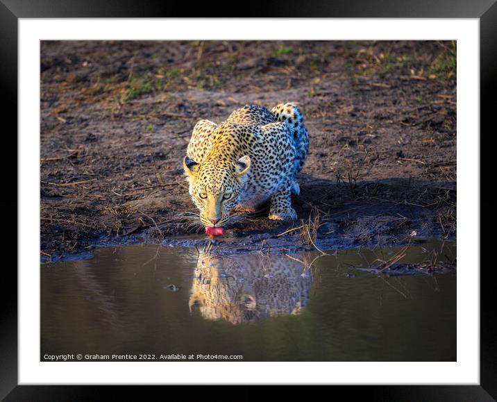 Leopard (Panthera pardus) drinking Framed Mounted Print by Graham Prentice