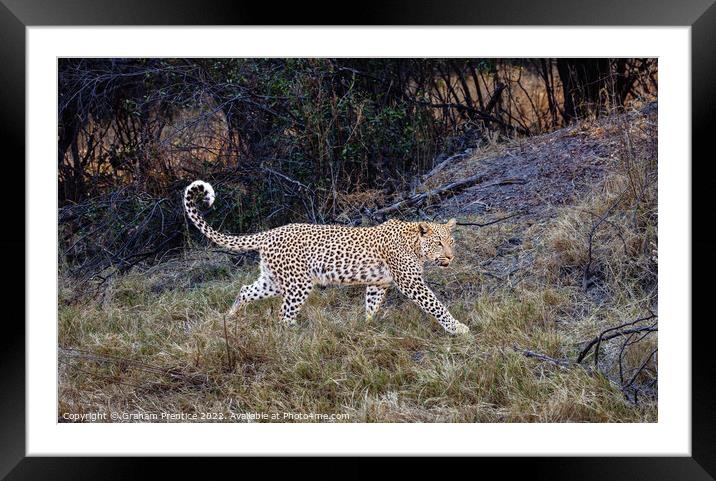 Magnificent Leopard (Panthera pardus) Framed Mounted Print by Graham Prentice