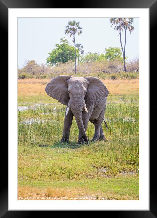 African bush elephant, Loxodonta africana Framed Mounted Print by Graham Prentice