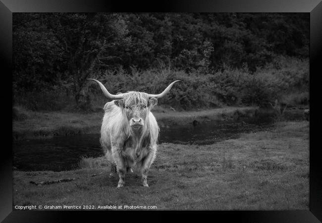 Highland Cow - Monochrome Framed Print by Graham Prentice