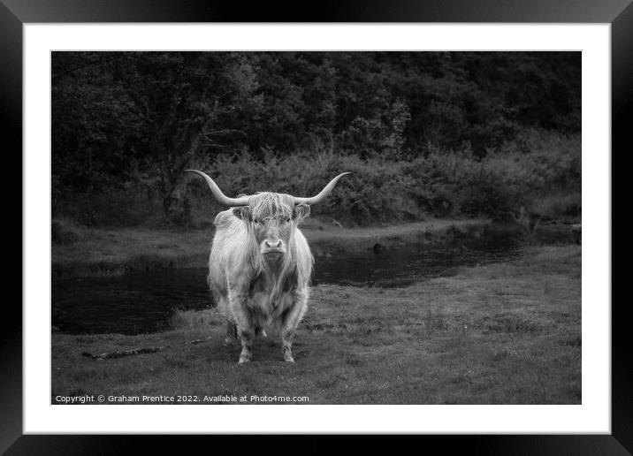 Highland Cow - Monochrome Framed Mounted Print by Graham Prentice