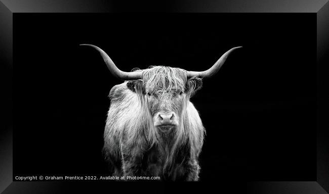 Highland Cow - Monochrome Framed Print by Graham Prentice