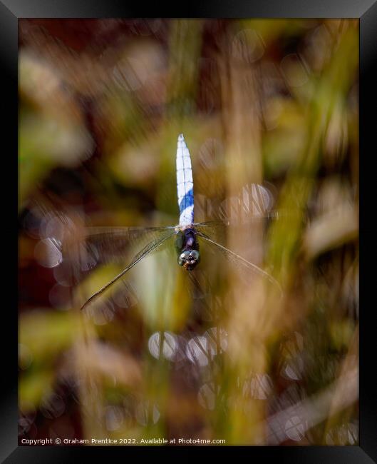 Dragonfly in Flight Framed Print by Graham Prentice