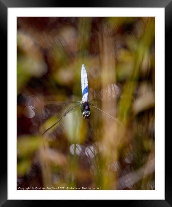 Dragonfly in Flight Framed Mounted Print by Graham Prentice