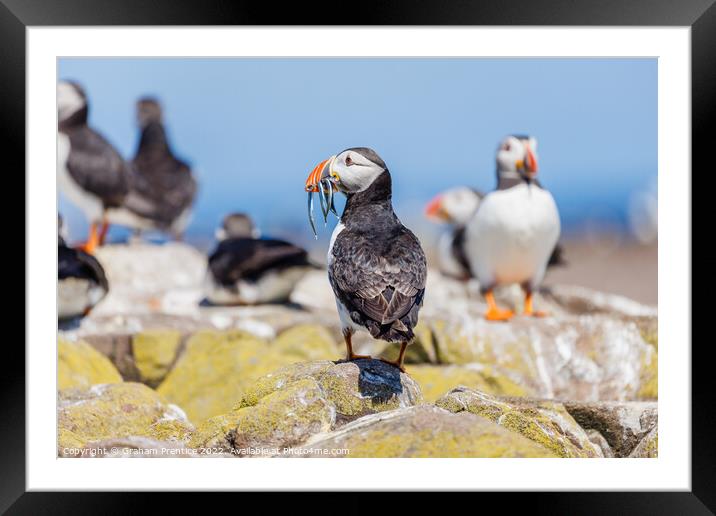 Atlantic Puffin with Sand Eels Framed Mounted Print by Graham Prentice