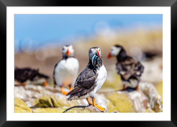 Atlantic Puffin with Sand Eels Framed Mounted Print by Graham Prentice