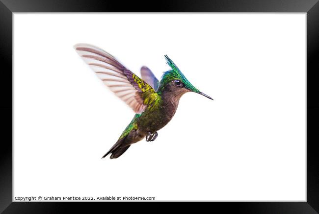 Antillean crested hummingbird Framed Print by Graham Prentice