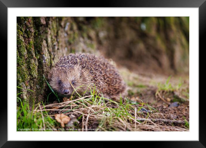 European Hedgehog Framed Mounted Print by Graham Prentice