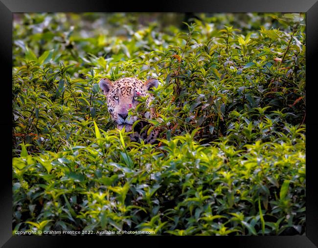 Wounded Jaguar, Pantanal, Brazil Framed Print by Graham Prentice