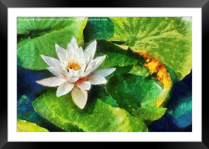 Water Lily Framed Mounted Print by Graham Prentice