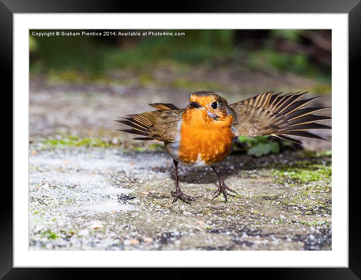 Robin With Outstretched Wings Framed Mounted Print by Graham Prentice