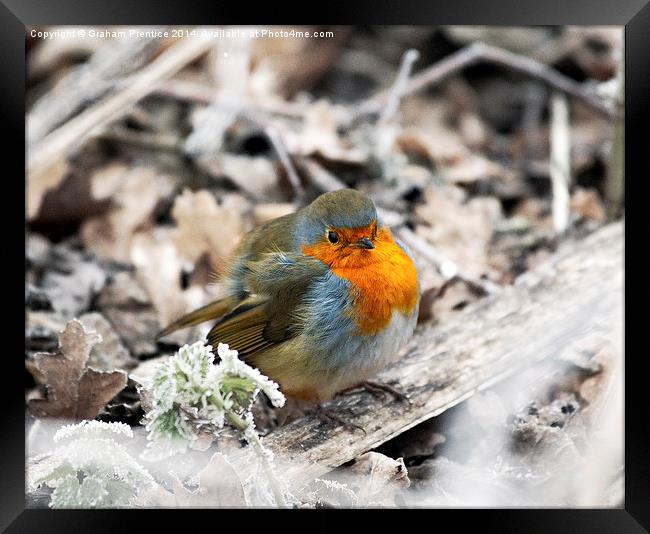 Robin in Frost Framed Print by Graham Prentice