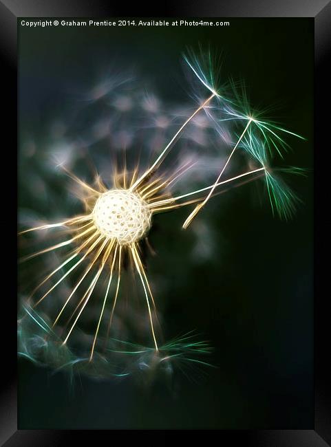 Dandelion Seeds Dispersing Framed Print by Graham Prentice