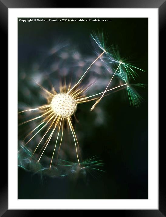 Dandelion Seeds Dispersing Framed Mounted Print by Graham Prentice