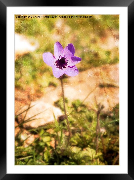 Purple Anenome Framed Mounted Print by Graham Prentice